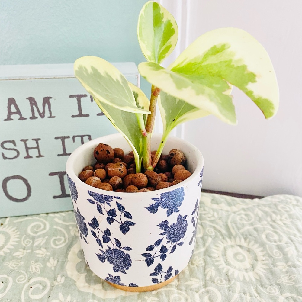 Variegated Peperomia in LECA & Pot